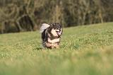 CHIEN FINNOIS DE LAPONIE 276